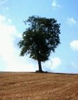 baum.jpg